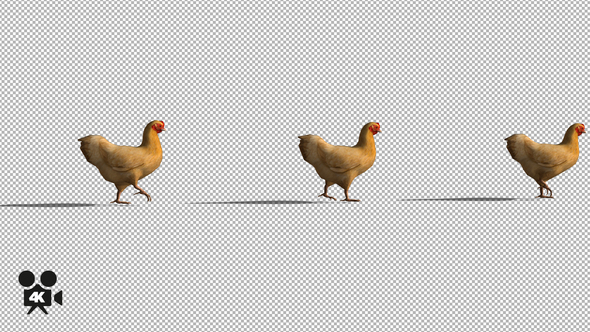 4K Chicken Walking alt