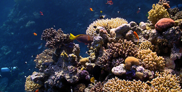 Colorful Fish On Coral Reef