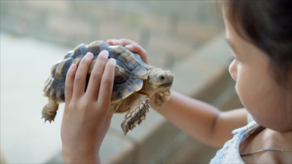 Asian Girl Holding and Playing with Turtle