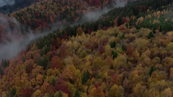 Colorful red and orange trees in misty forest, aerial view, Romania