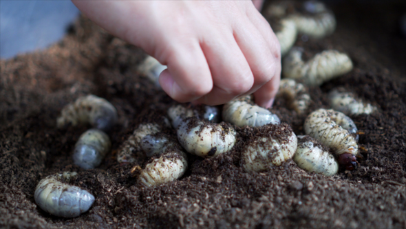 Rhinoceros Beetle Larvae in Black Soil