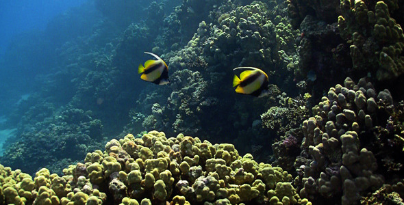 Bannerfish On Coral Reef