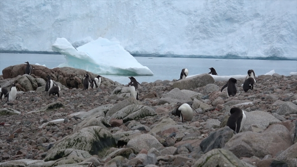 Gentoo Penguins on the Nest