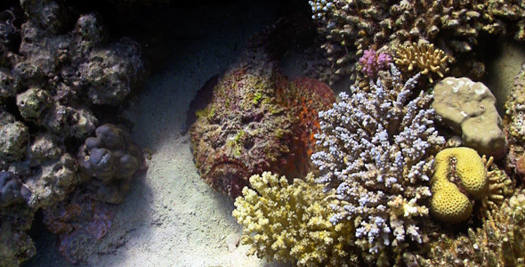 Stone Fish On Coral Reef