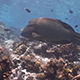 Napoleon Wrasse Swims in Shallow Water - VideoHive Item for Sale