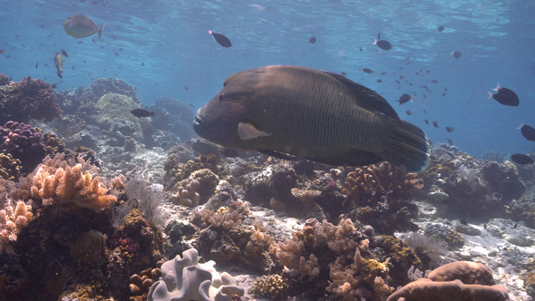 Napoleon Wrasse Swims in Shallow Water