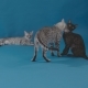 Egyptian Mau Cats Parental Care for the Offspring - VideoHive Item for Sale