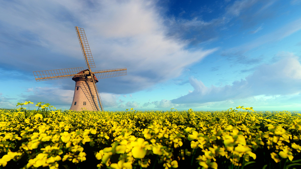 Windmills Yellow Field Of Flowers alt