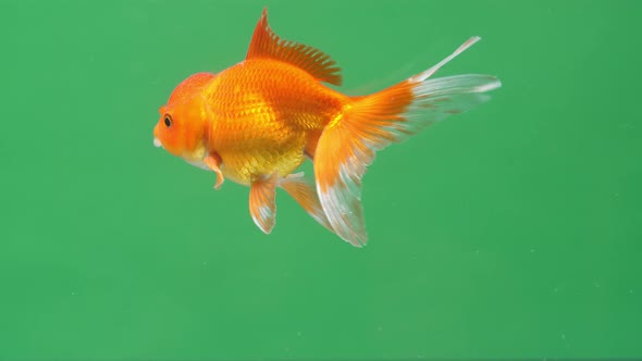 Gold Fish On Green Screen Background