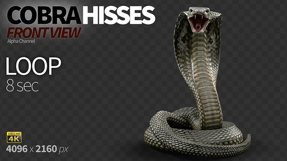 Cobra Front View Hisses