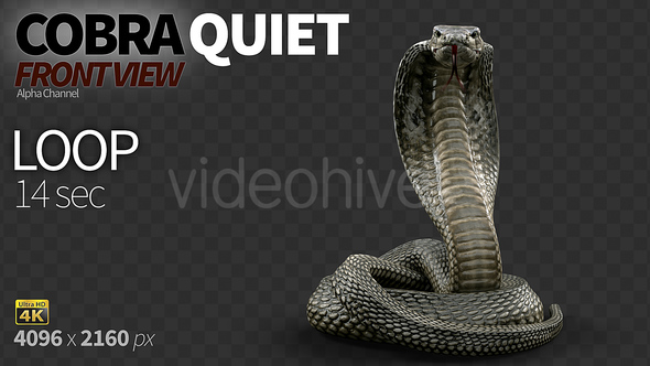 Cobra Front View Quiet