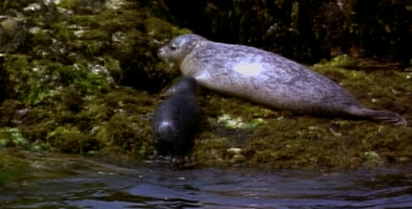 Harbor Seal and Pup 2