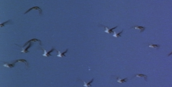 Flock of Shorebirds Flying: Sequence