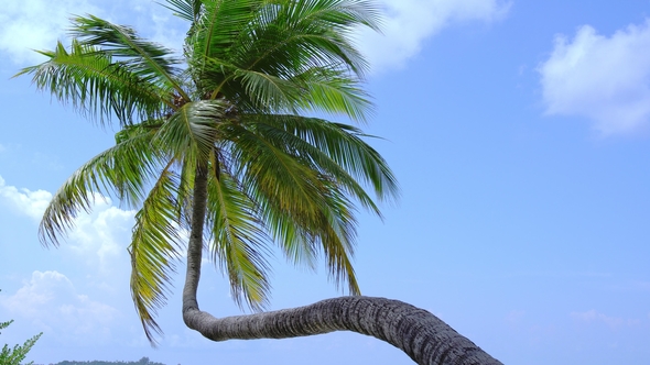 Tropical View with Top of Coconut Palm Tree on Blue Sky Background