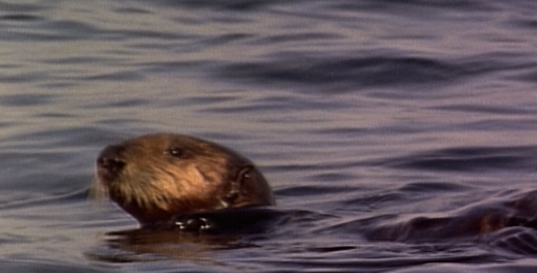 Otter Bobbing on Surface: Sequence