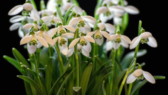 Snowdrops Blooming