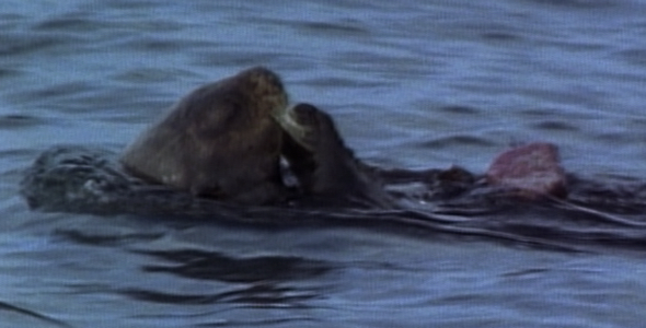 Otter Cracks Shell and Dives: Sequence