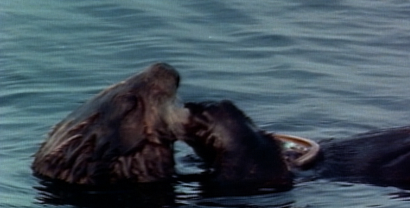 Otter Eats an Abalone