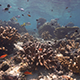 Beautiful Coral Reef in Clear Water - VideoHive Item for Sale