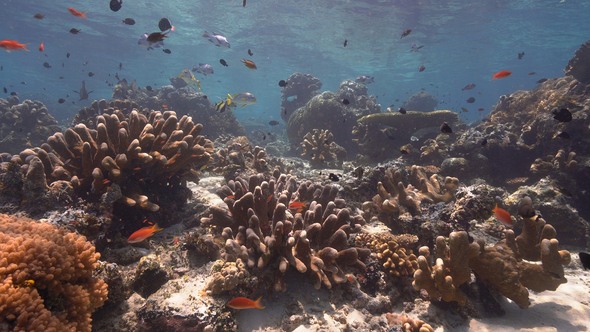 Beautiful Coral Reef in Clear Water