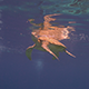 Sea Turtle Surface to Breathe - VideoHive Item for Sale