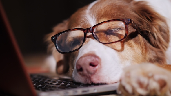 A Dog in Glasses Sleeps Near a Laptop. Overstrain at Work Concept