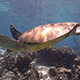Green Sea Turtle Swims over Coral Reef - VideoHive Item for Sale