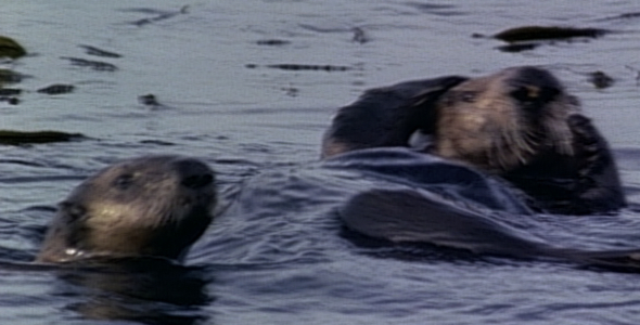 Sea Otter with Pup: Sequence