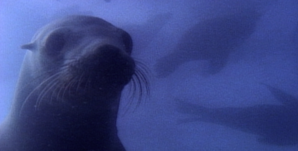 Sea Lion Underwater