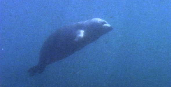 Harbor Seal Underwater: Sequence