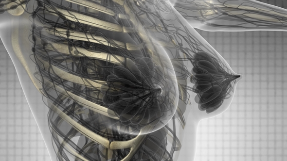 Human Body with Visible Skeletal Bones alt