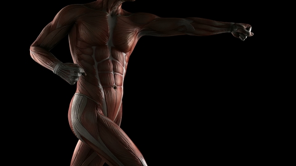 Human Muscle Anatomy alt
