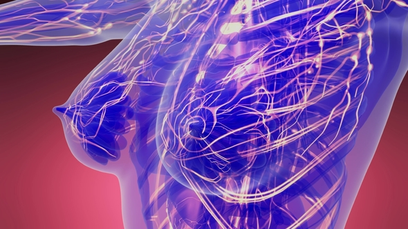 Human Body with Glow Blood Vessels alt