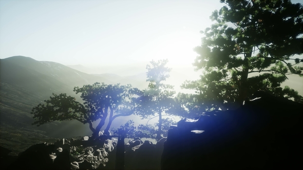 Sun Beams Through Trees alt