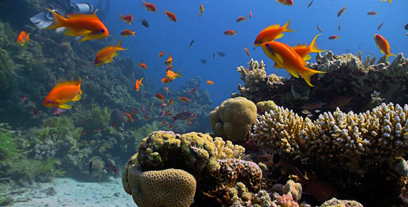 Red Fish On Coral Reef