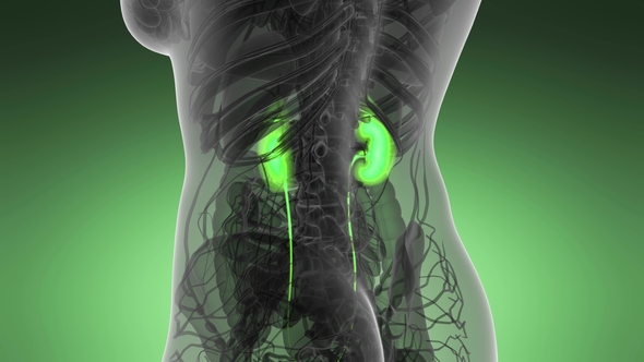 Anatomy Scan of Human Kidneys