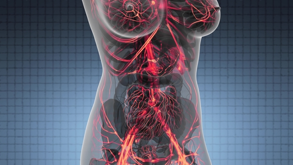 Human Body with Glow Blood Vessels alt