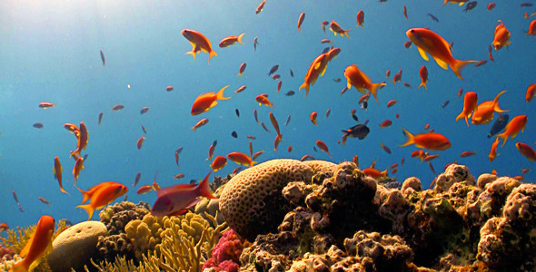 Red Fish On Coral Reef