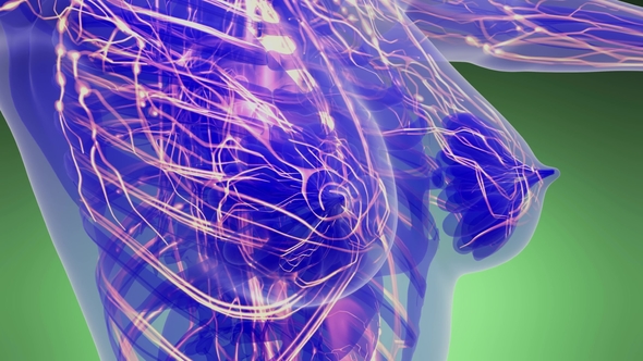 Human Body with Glow Blood Vessels alt