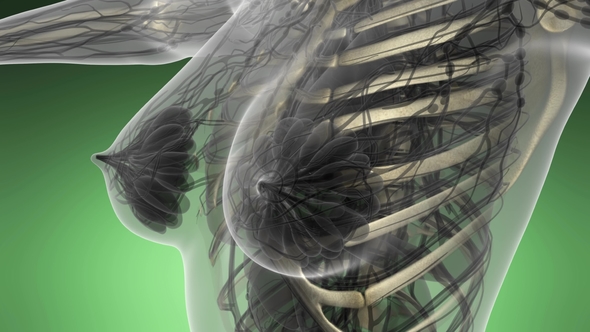 Human Body with Visible Skeletal Bones alt