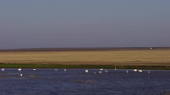 White Swans and Various Minor Birds in Harmony at Lake.