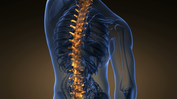 Backache in Back Bones alt