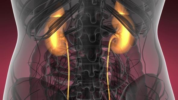 Anatomy Scan of Human Kidneys alt