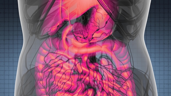 Human Body with Visible Digestive System alt