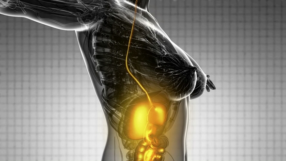 Human Body with Visible Digestive System alt