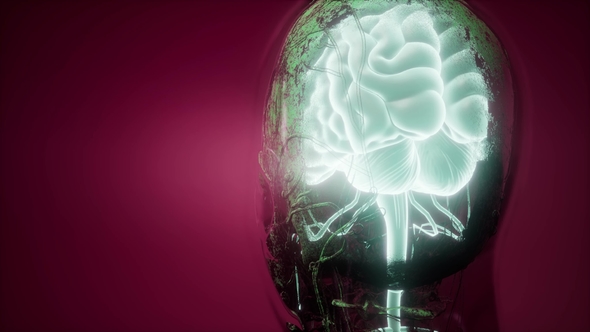 Anatomy of Human Brain alt