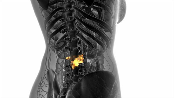 Backache in Back Bones alt