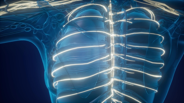 Anatomy of Human Brain alt
