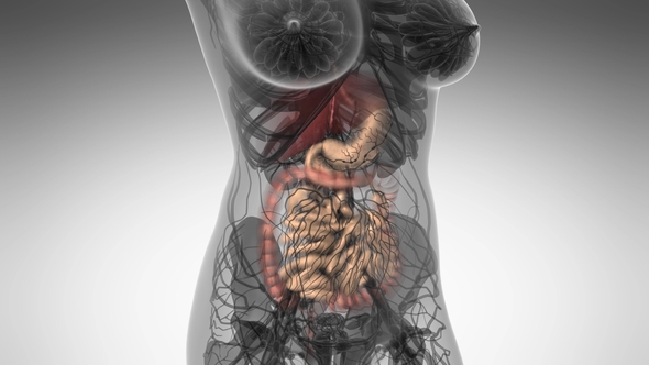 Human Body with Visible Digestive System alt