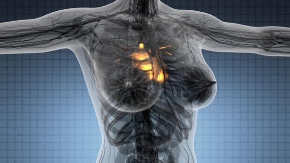 Anatomy Scan of Human Heart alt